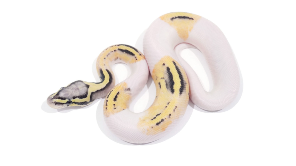 Ball Python